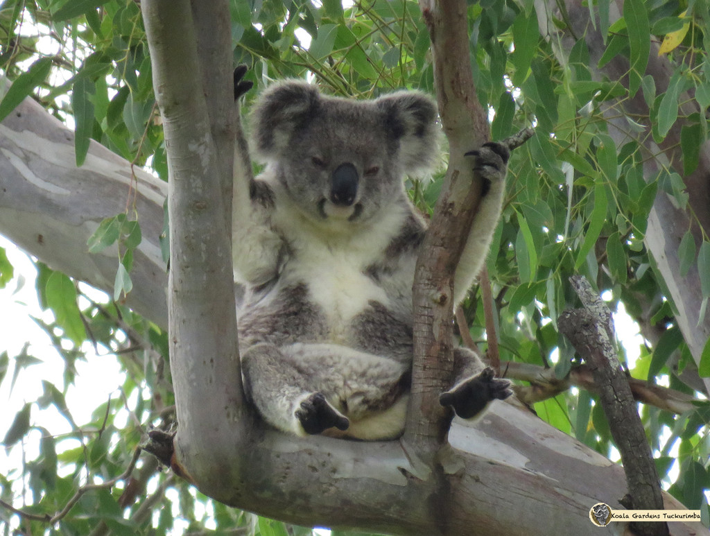 needing support by koalagardens