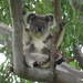 needing support by koalagardens