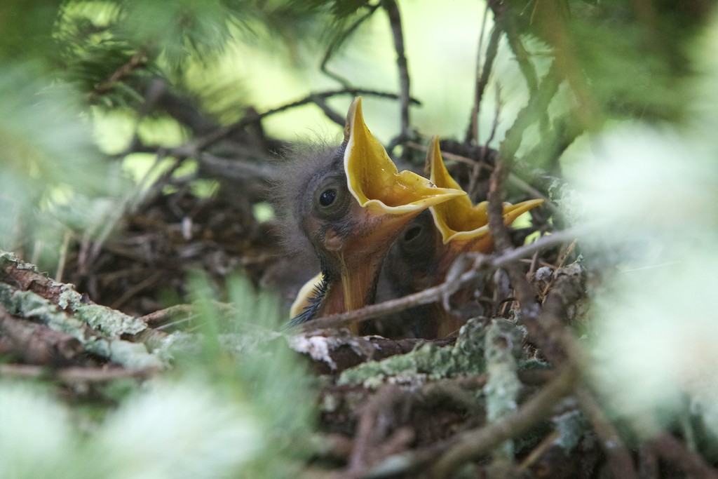 Nest of Baby Birds-LHG_8196  by rontu