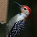Red-bellied woodpecker by ksmale