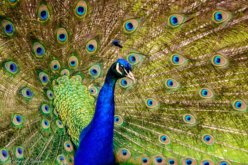 Painted Peacock  by rjb71