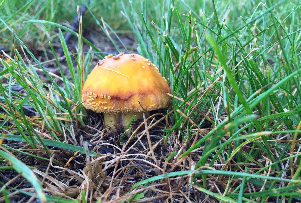 Mushroom by loweygrace