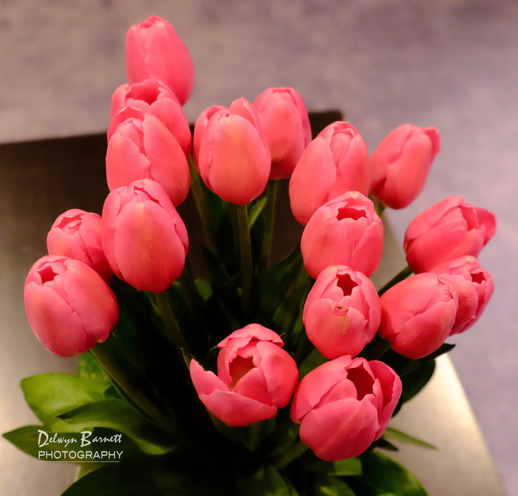 Birthday tulips by dkbarnett