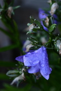 6th Jun 2017 - Campanula persicifolia (blue bellflower)