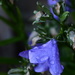 Campanula persicifolia (blue bellflower) by rumpelstiltskin