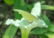 3rd Jun 2017 - Great Southern White on White Flower