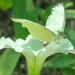 Great Southern White on White Flower by rminer