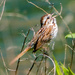 Sparrow Sings by rminer