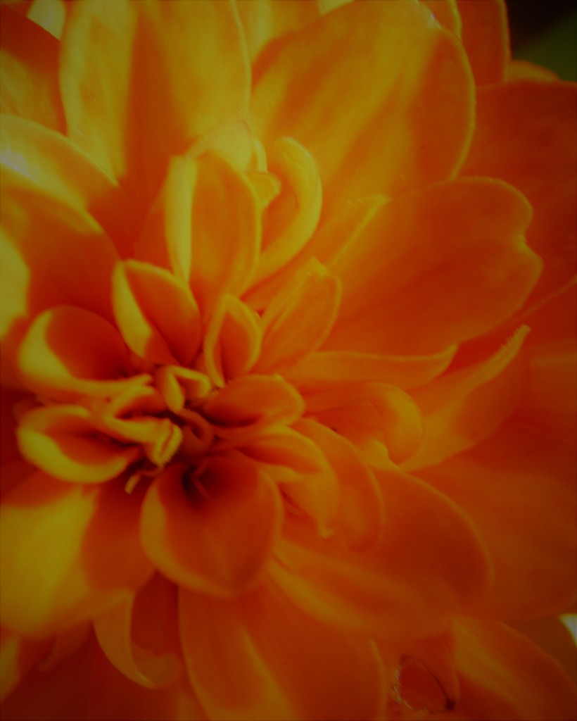 Orange by daisymiller