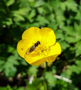 6th Jun 2017 - Bug on a buttercup