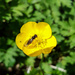 Bug on a buttercup by m2016