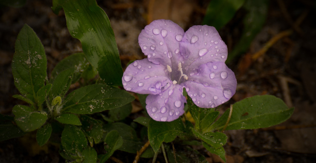 Flower After the Rain! by rickster549