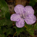 Flower After the Rain! by rickster549