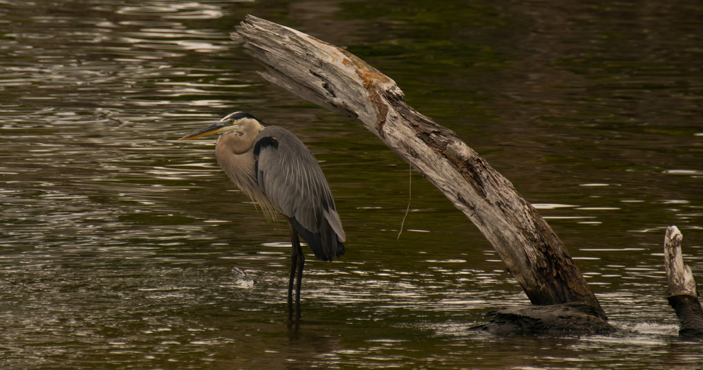 Blue Heron Finally Came Out! by rickster549