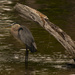 Blue Heron Finally Came Out! by rickster549