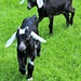 Little Goats at Friendly Farm by deborahsimmerman