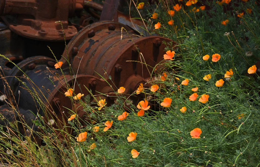 Rust and Poppies by joysfocus