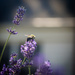 Lavender Lover by jbritt
