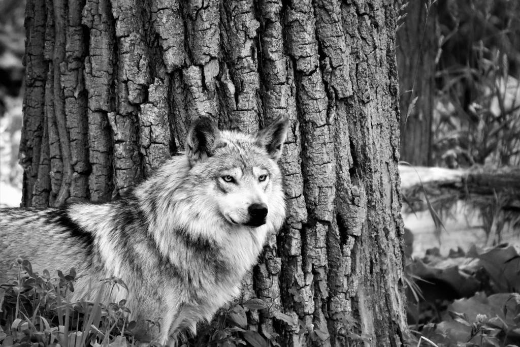 Wolf Black and White by randy23