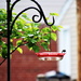 Hummingbird flying away by randy23
