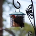 Red Headed Woodpecker  by randy23