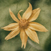 Another Arnica by 365karly1