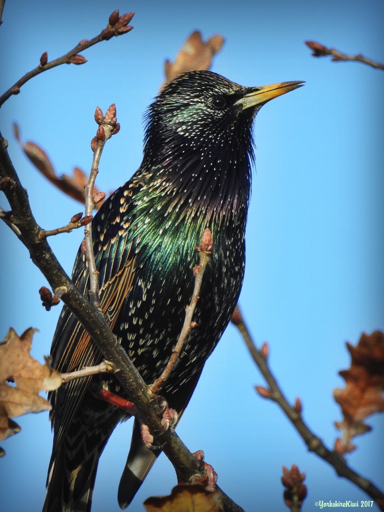 Starling in the sun by yorkshirekiwi