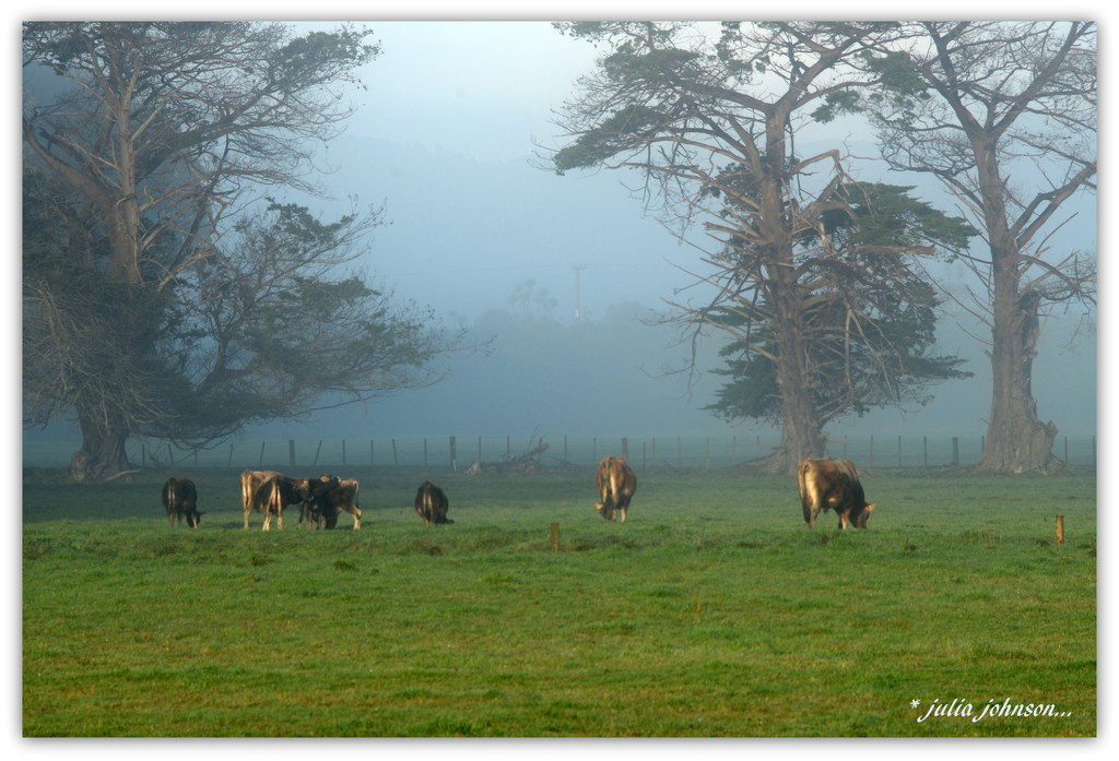Foggy bulls by julzmaioro