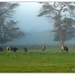 Foggy bulls by julzmaioro