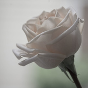 31st May 2017 - Desaturated Rose