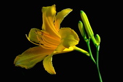 7th Jun 2017 - Day lily