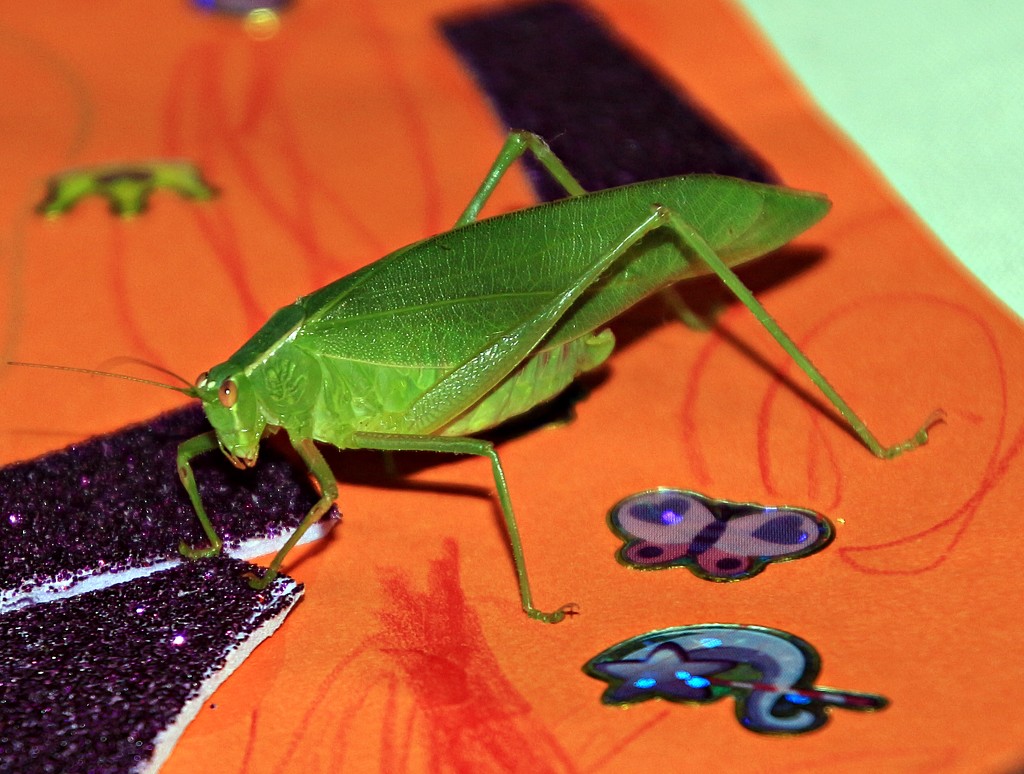 A sticker for grasshopper art by kiwinanna