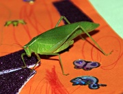 3rd Jun 2017 - A sticker for grasshopper art