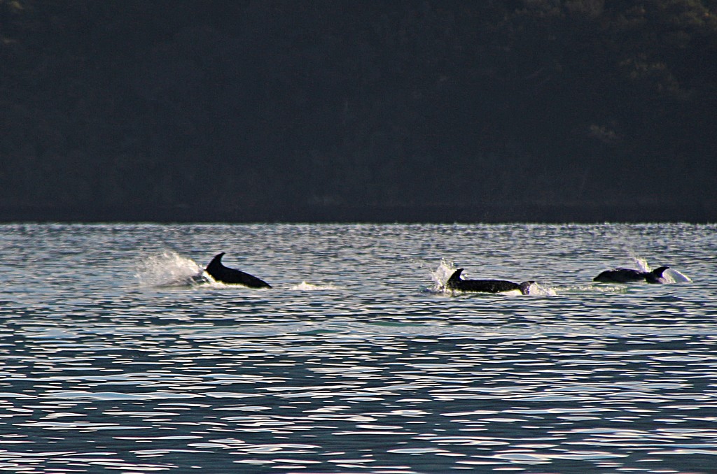 Dolphins alert by kiwinanna