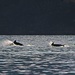 Dolphins alert by kiwinanna