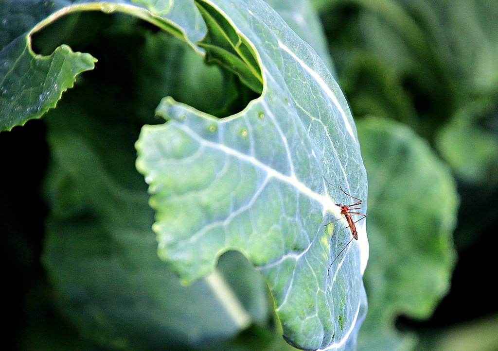 Bugs on the brassica by kiwinanna