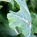 Bugs on the brassica by kiwinanna