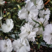 5th Jun 2017 - White flowers