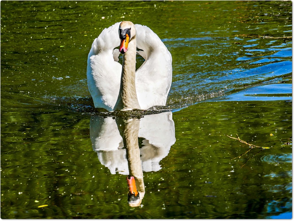 Swan And Reflection by carolmw