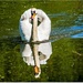 Swan And Reflection by carolmw