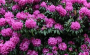 7th Jun 2017 - Rhododendron blooms