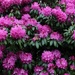 Rhododendron blooms by mittens