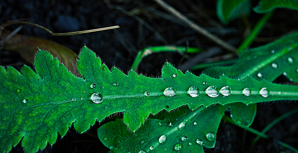 Poppy Leaf, with Rain Drops by gardencat