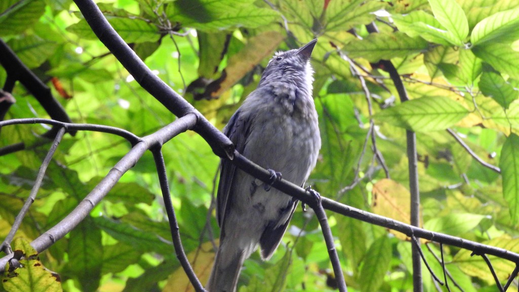 DSCN1828 bird in the bush by marijbar