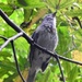 DSCN1828 bird in the bush by marijbar