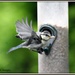 Young blue tit by rosiekind