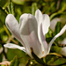 Magnolia by elisasaeter