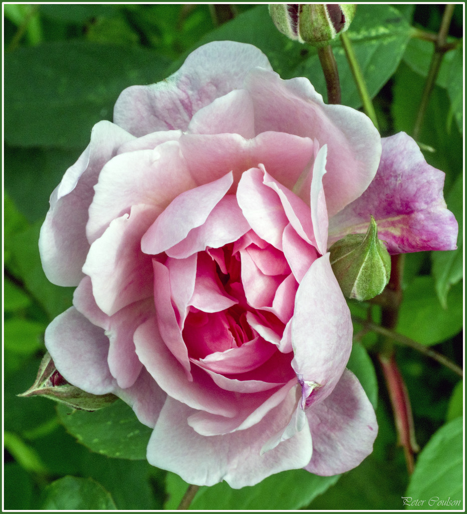 Pink Rose by pcoulson