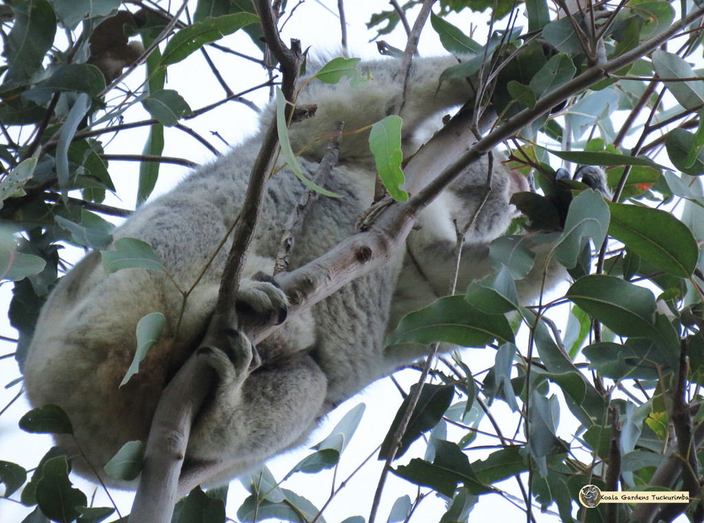 gravitational pull by koalagardens