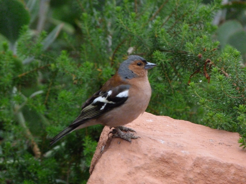 Eden Project Chaffinch by 30pics4jackiesdiamond